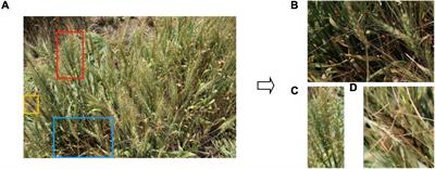Wheat-Net: An Automatic Dense Wheat Spike Segmentation Method Based on an Optimized Hybrid Task Cascade Model